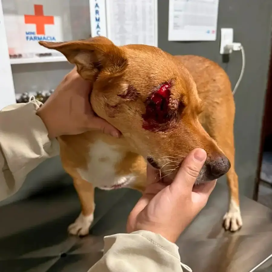 Cão caramelo com ferimento profundo no rosto sendo atendido na clínica