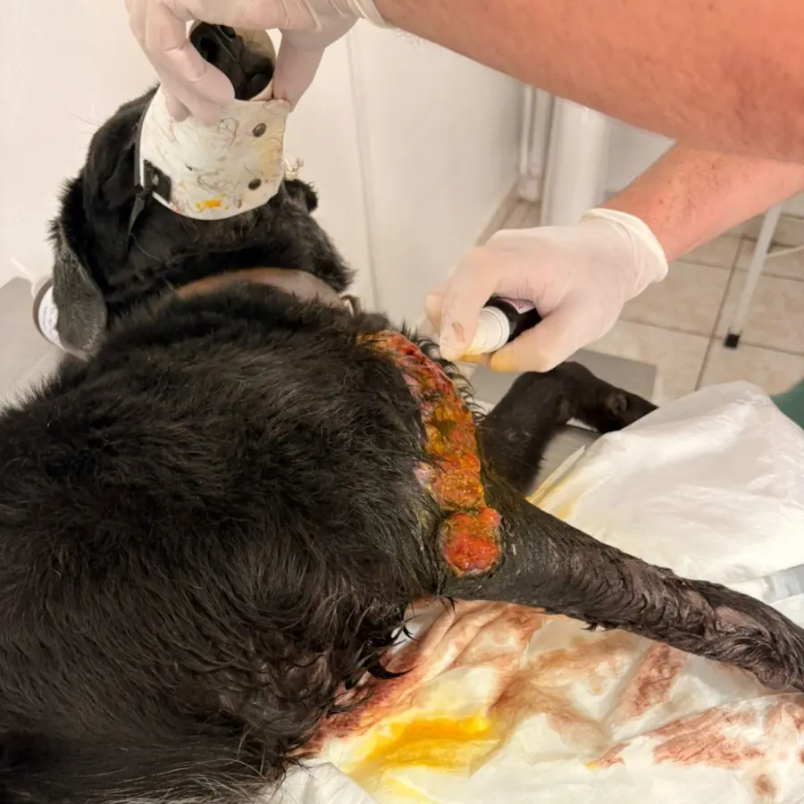 Veterinário tratando ferimento de cão resgatado